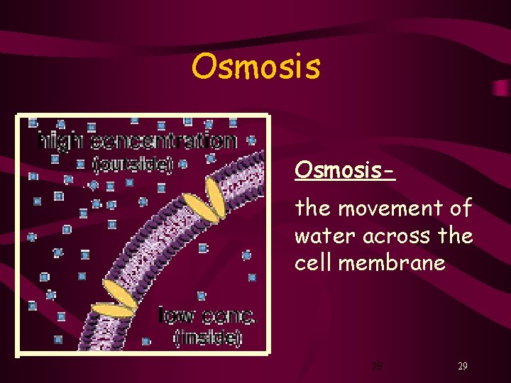 Osmosisthe movement of water across the cell membrane 29 29 