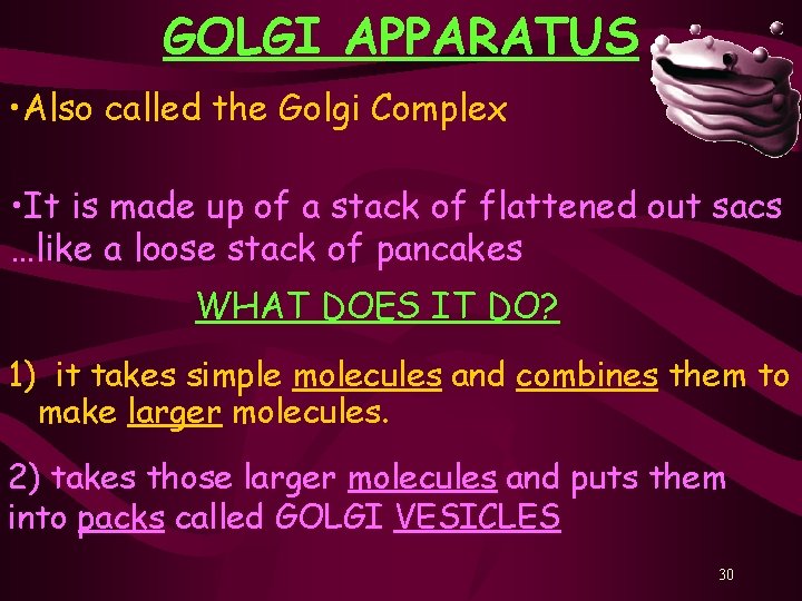 GOLGI APPARATUS • Also called the Golgi Complex • It is made up of