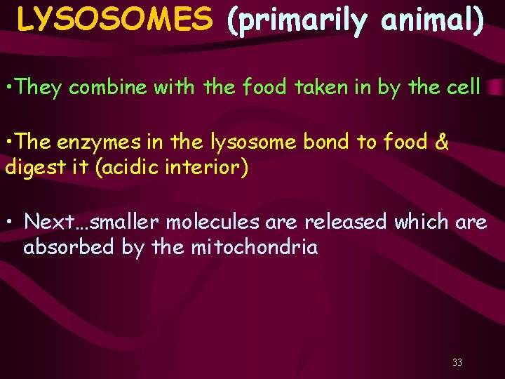 LYSOSOMES (primarily animal) • They combine with the food taken in by the cell