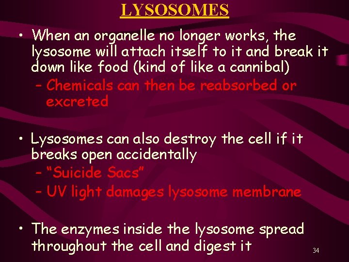 LYSOSOMES • When an organelle no longer works, the lysosome will attach itself to