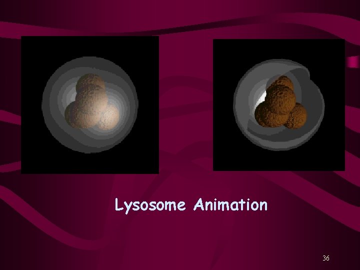 Lysosome Animation 36 