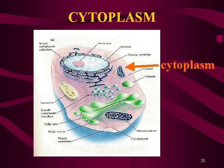 CYTOPLASM cytoplasm 38 