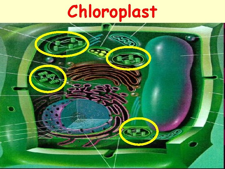 Chloroplast 44 