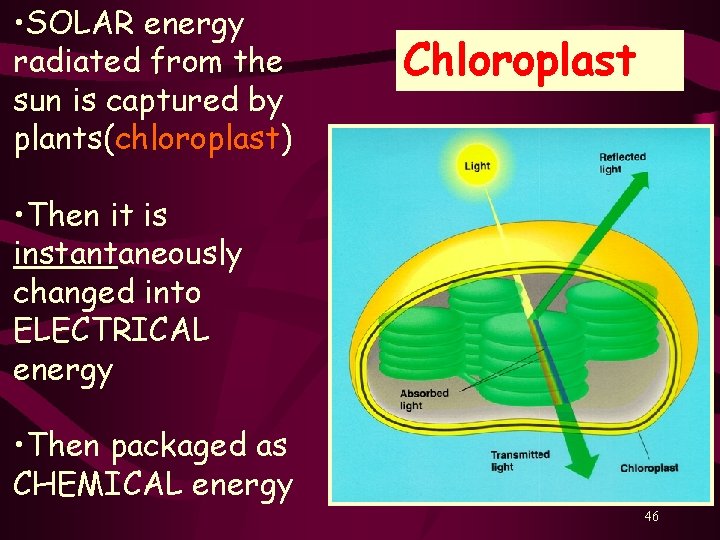  • SOLAR energy radiated from the sun is captured by plants(chloroplast) Chloroplast •