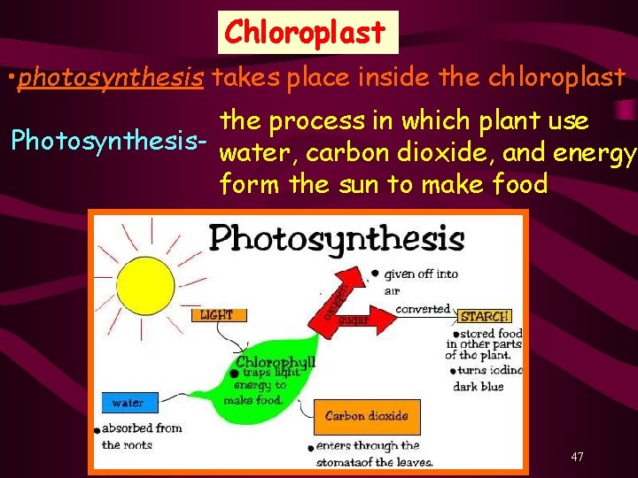 Chloroplast • photosynthesis takes place inside the chloroplast the process in which plant use