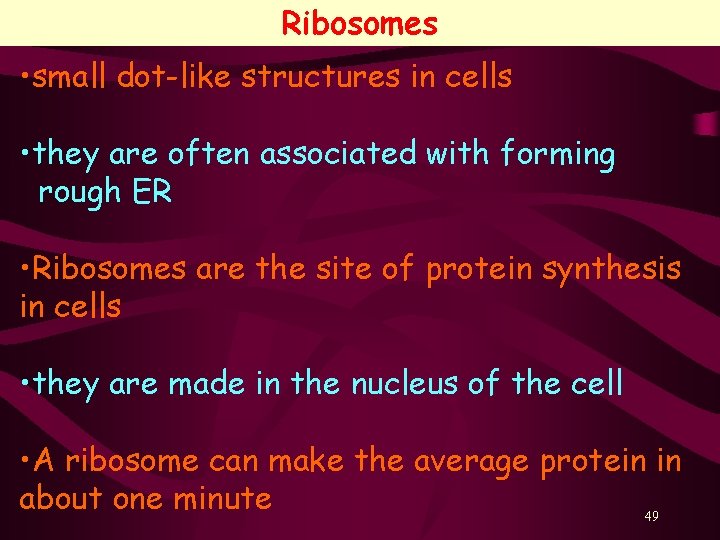 Ribosomes • small dot-like structures in cells • they are often associated with forming