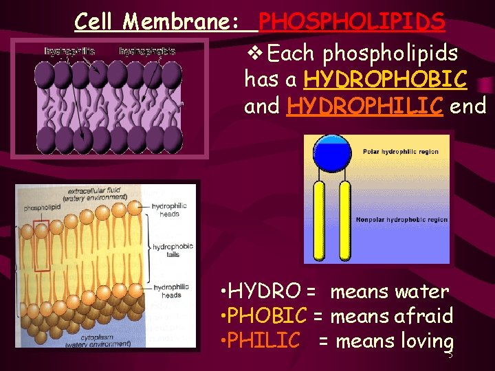 Cell Membrane: PHOSPHOLIPIDS ❖Each phospholipids has a HYDROPHOBIC and HYDROPHILIC end • HYDRO =