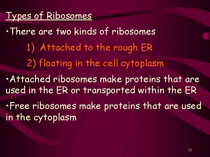 Types of Ribosomes • There are two kinds of ribosomes 1) Attached to the