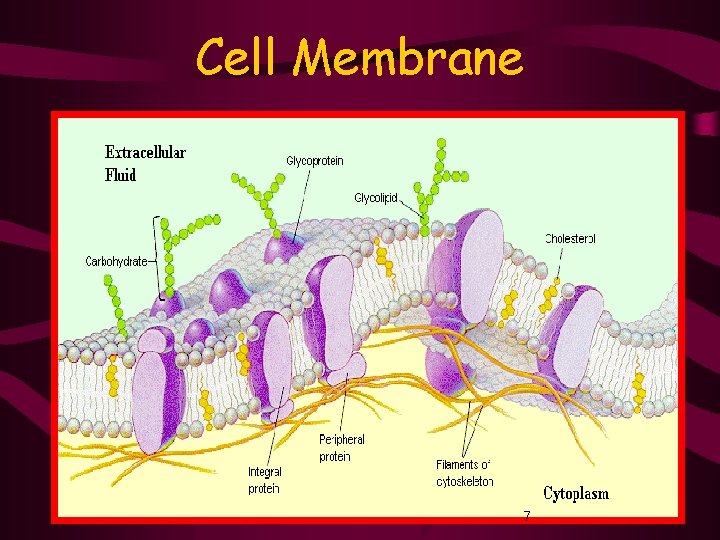 Cell Membrane 7 7 