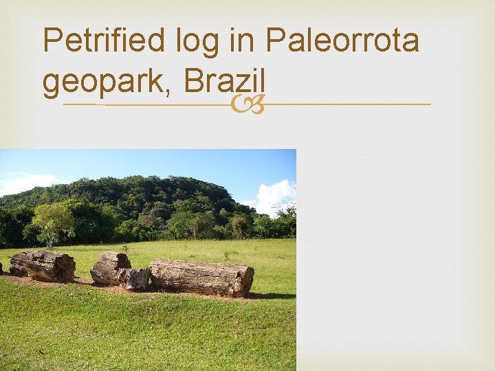 Petrified log in Paleorrota geopark, Brazil 
