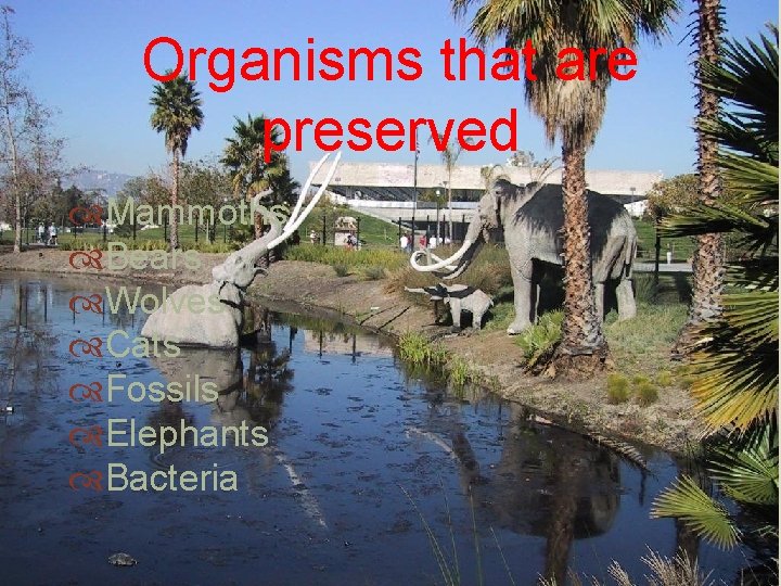 Organisms that are preserved Mammoths Bears Wolves Cats Fossils Elephants Bacteria 