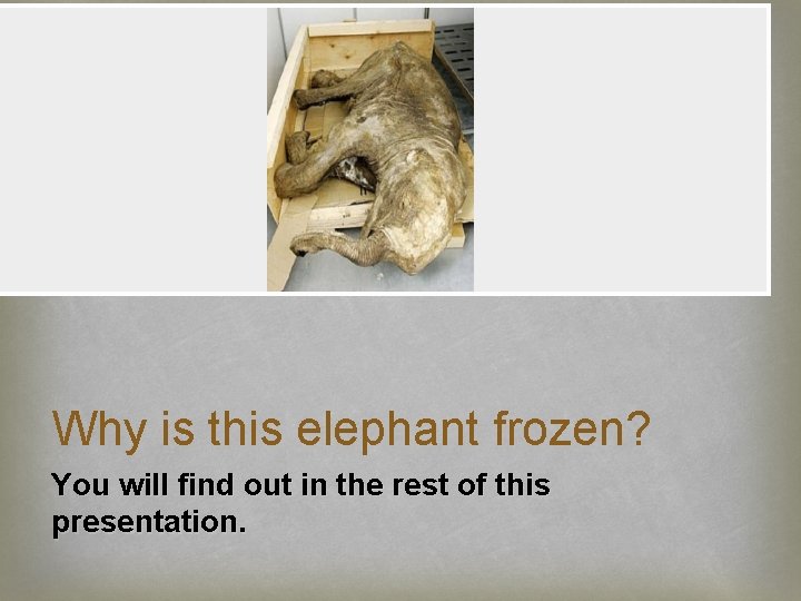 Why is this elephant frozen? You will find out in the rest of this