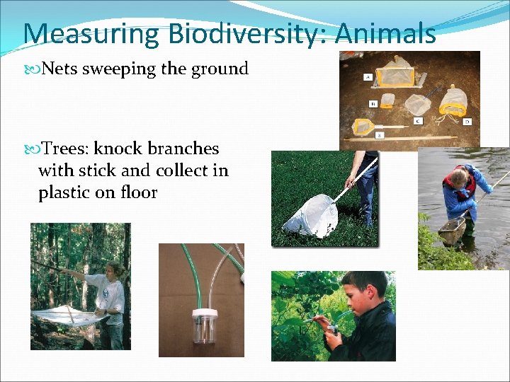 Measuring Biodiversity: Animals Nets sweeping the ground Trees: knock branches with stick and collect