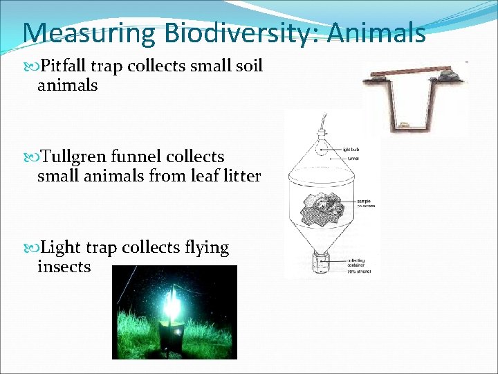 Measuring Biodiversity: Animals Pitfall trap collects small soil animals Tullgren funnel collects small animals