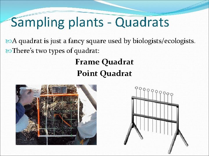 Sampling plants - Quadrats A quadrat is just a fancy square used by biologists/ecologists.
