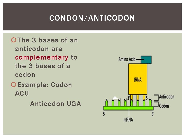 CONDON/ANTICODON The 3 bases of an anticodon are complementary to the 3 bases of