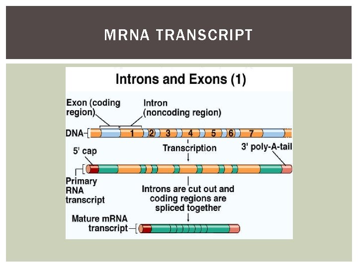 MRNA TRANSCRIPT 