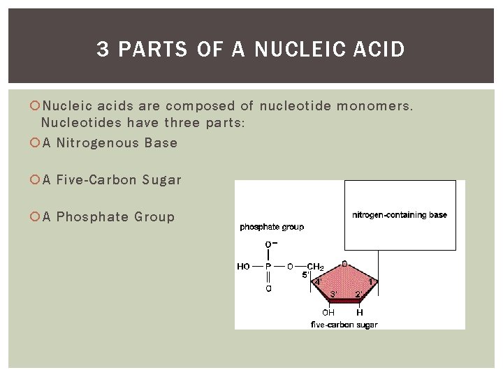 3 PARTS OF A NUCLEIC ACID Nucleic acids are composed of nucleotide monomers. Nucleotides