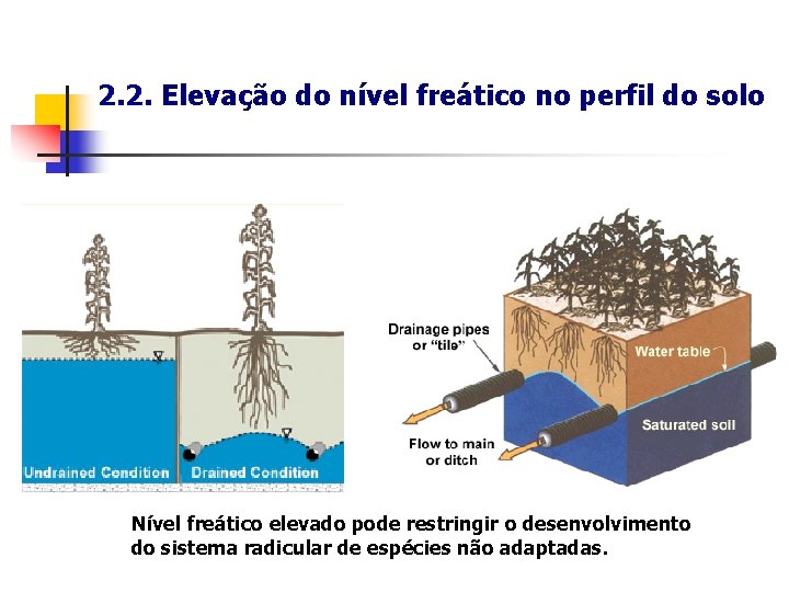 2. 2. Elevação do nível freático no perfil do solo Nível freático elevado pode