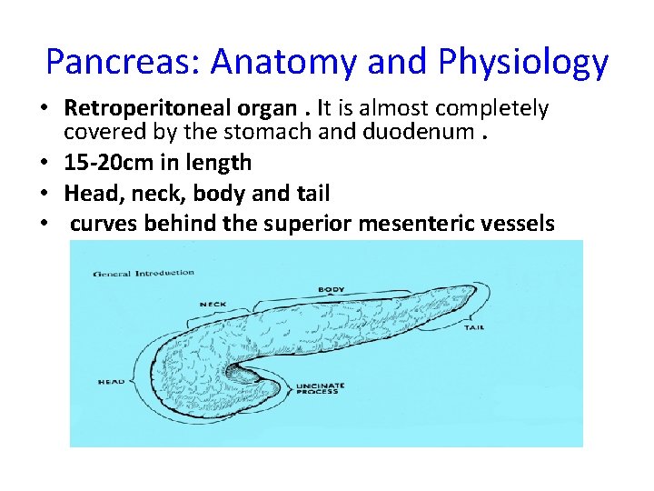 Pancreas: Anatomy and Physiology • Retroperitoneal organ. It is almost completely covered by the