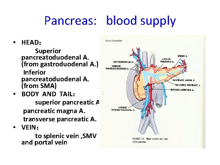 Pancreas: blood supply • HEAD： Superior pancreatoduodenal A. (from gastroduodenal A. ) Inferior pancreatoduodenal