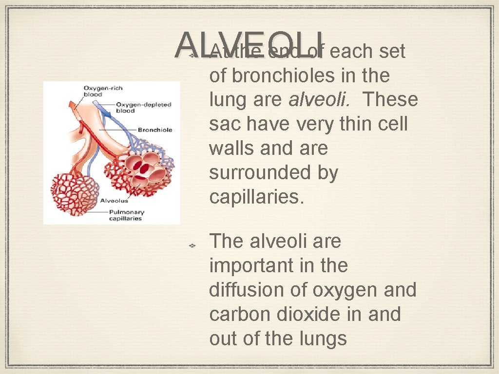 ALVEOLI At the end of each set of bronchioles in the lung are alveoli.
