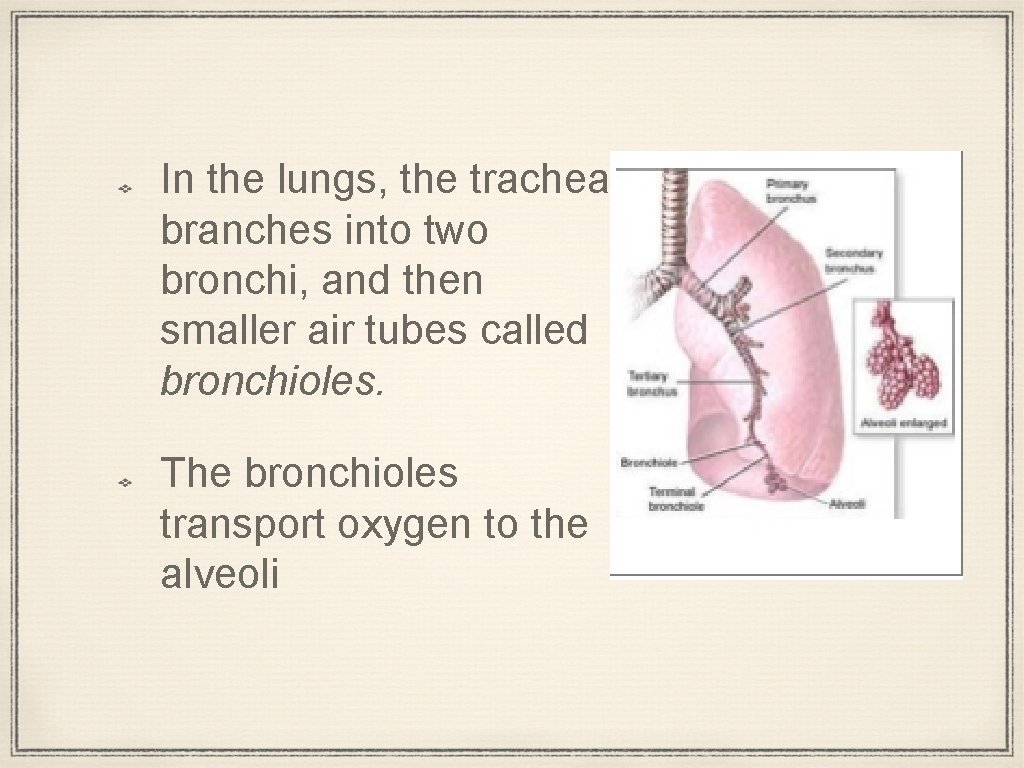 In the lungs, the trachea branches into two bronchi, and then smaller air tubes