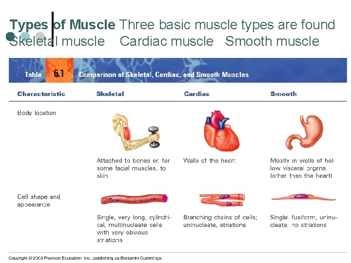 Types of Muscle Three basic muscle types are found Skeletal muscle Cardiac muscle Smooth