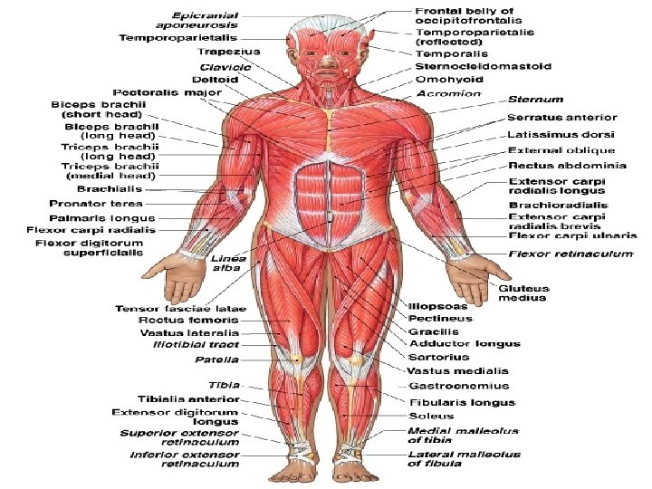 Axial and Appendicular Muscles Figure 11– 3 a 