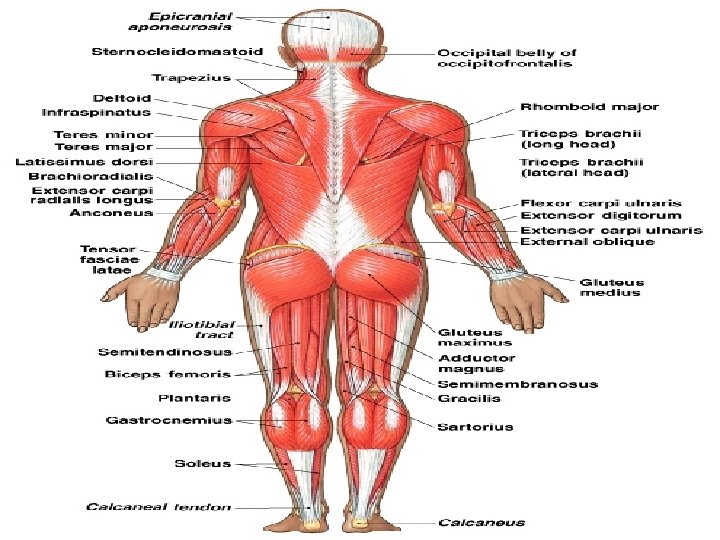 Axial and Appendicular Muscles Figure 11– 3 b 