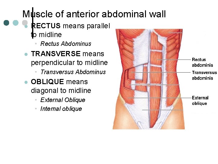 Muscle of anterior abdominal wall l RECTUS means parallel to midline • Rectus Abdominus