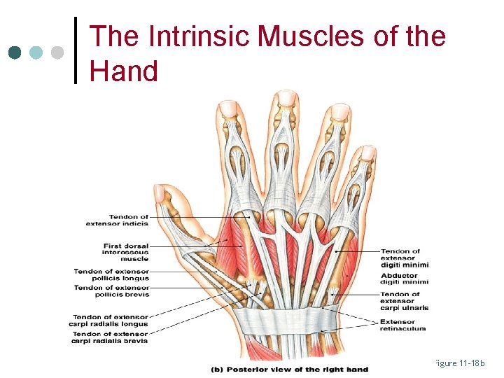 The Intrinsic Muscles of the Hand Figure 11– 18 b 