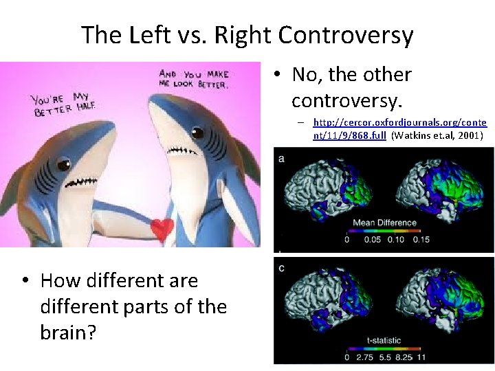 The Left vs. Right Controversy • No, the other controversy. – http: //cercor. oxfordjournals.