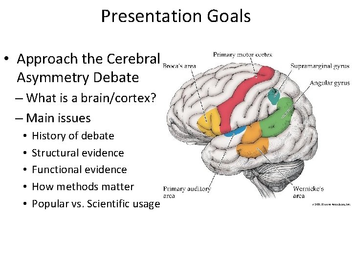 Presentation Goals • Approach the Cerebral Asymmetry Debate – What is a brain/cortex? –