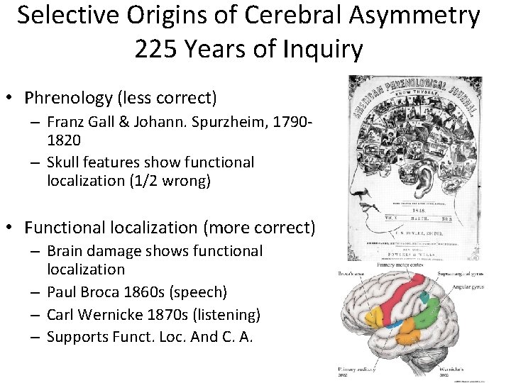 Selective Origins of Cerebral Asymmetry 225 Years of Inquiry • Phrenology (less correct) –