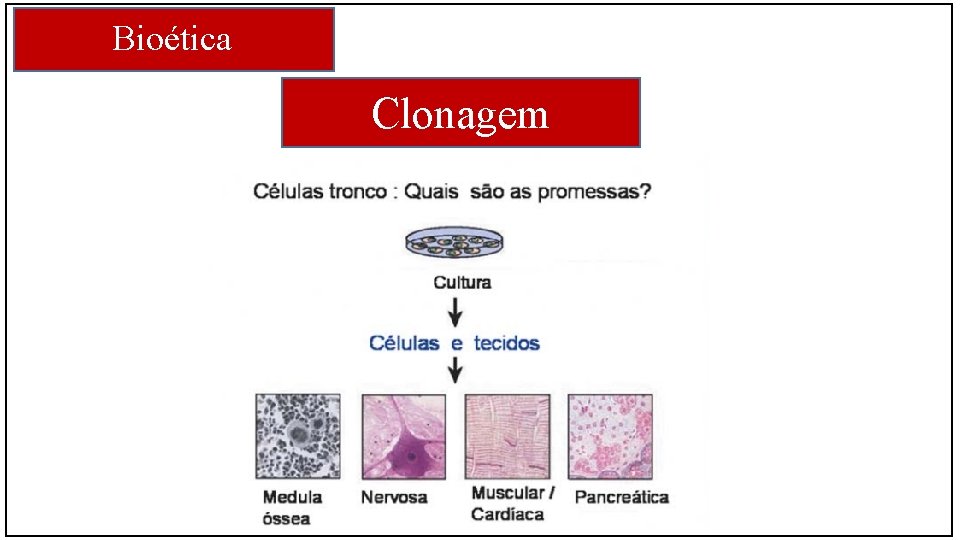 Bioética Clonagem 