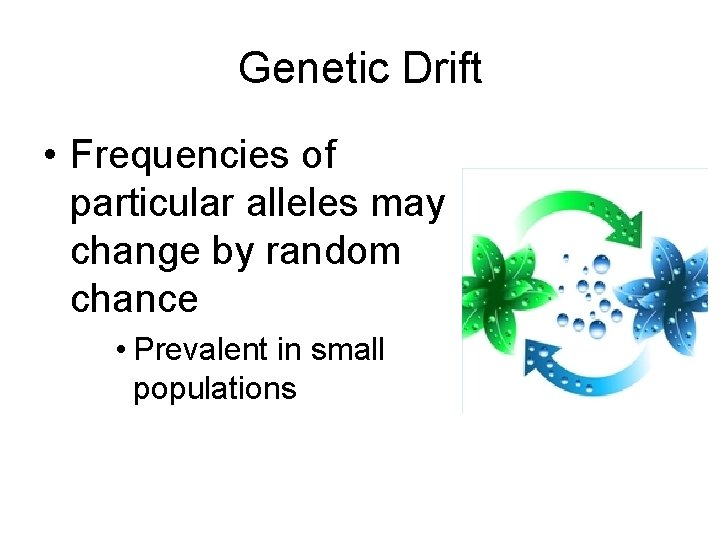 Genetic Drift • Frequencies of particular alleles may change by random chance • Prevalent