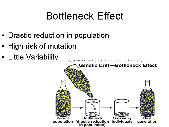 Bottleneck Effect • Drastic reduction in population • High risk of mutation • Little