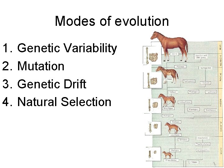 Modes of evolution 1. 2. 3. 4. Genetic Variability Mutation Genetic Drift Natural Selection