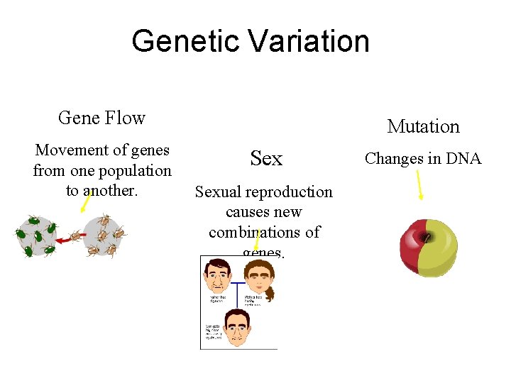 Genetic Variation Gene Flow Movement of genes from one population to another. Mutation Sexual