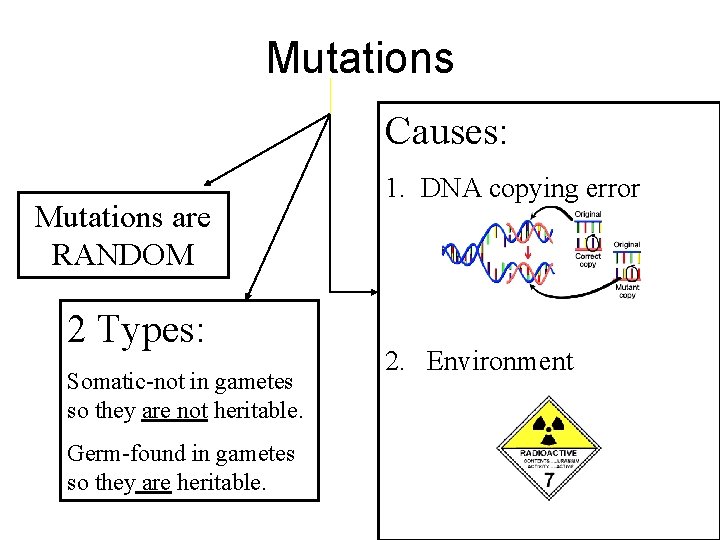 Mutations Causes: Mutations are RANDOM 2 Types: Somatic-not in gametes so they are not