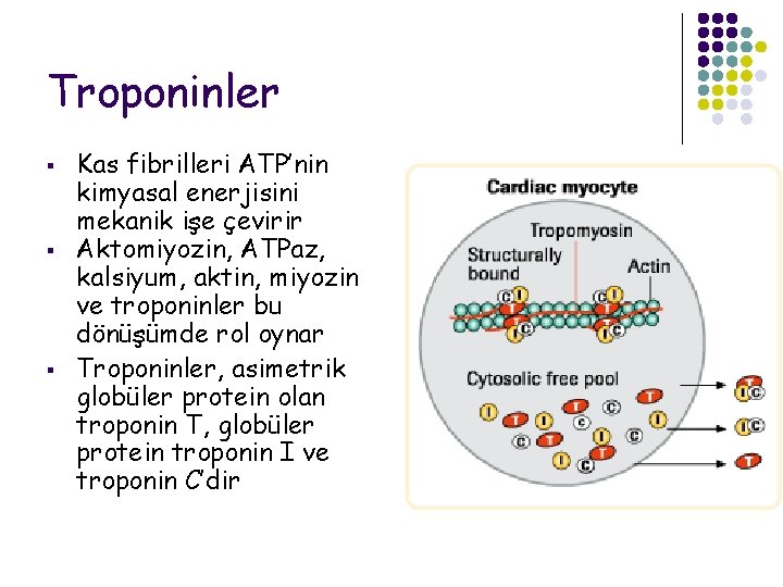 Troponinler § § § Kas fibrilleri ATP’nin kimyasal enerjisini mekanik işe çevirir Aktomiyozin, ATPaz,