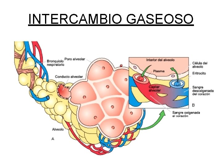 SISTEMA RESPIRATORIO SISTEMA RESPIRATORIO Definiciones 1 Intercambio