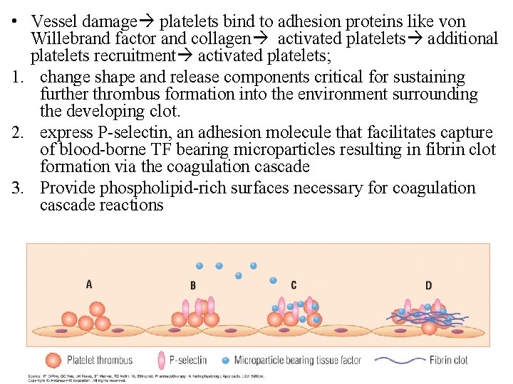  • Vessel damage platelets bind to adhesion proteins like von Willebrand factor and
