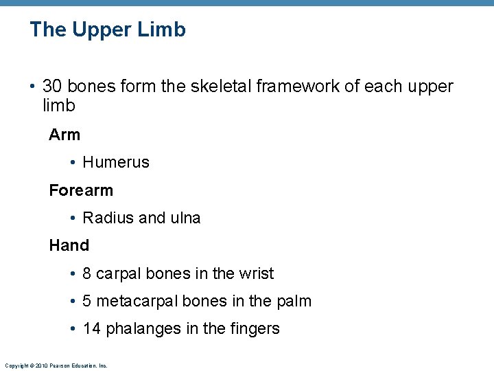 The Upper Limb • 30 bones form the skeletal framework of each upper limb