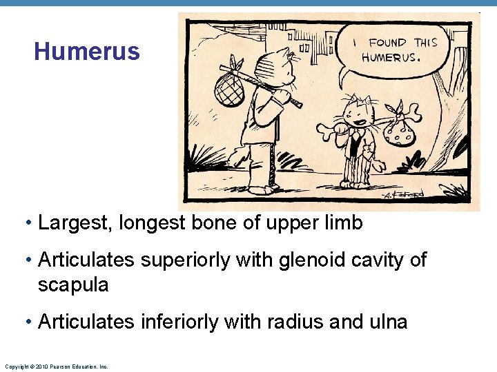 Humerus • Largest, longest bone of upper limb • Articulates superiorly with glenoid cavity