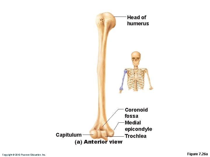 Head of humerus Capitulum (a) Anterior view Copyright © 2010 Pearson Education, Inc. Coronoid