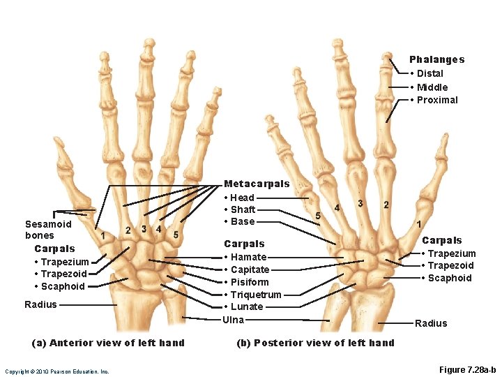 Phalanges • Distal • Middle • Proximal Sesamoid bones Carpals • Trapezium • Trapezoid