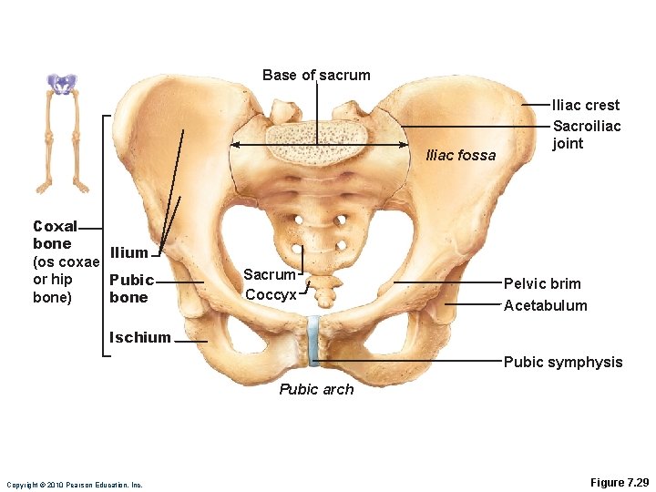 Base of sacrum Iliac fossa Coxal bone llium (os coxae or hip Pubic bone)