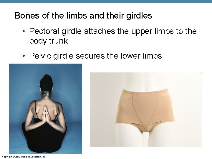 Bones of the limbs and their girdles • Pectoral girdle attaches the upper limbs